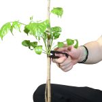 Person trimming a young plant with small pruning snips in a garden setting.