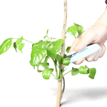 Person pruning a small green plant with precision snips for gardening.