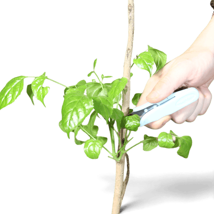 Person pruning a small green plant with precision snips for gardening.