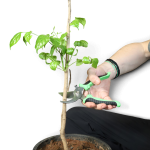 Person pruning a young plant with garden bypass shears in a pot.