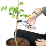 Pruning Shears (Cutter) - Image 4