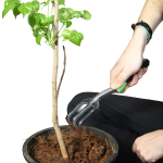 Person using stainless steel hand cultivator on potted plant.