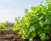 Person harvesting fresh coriander from a home garden bed.