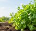 Person harvesting fresh coriander from a home garden bed.