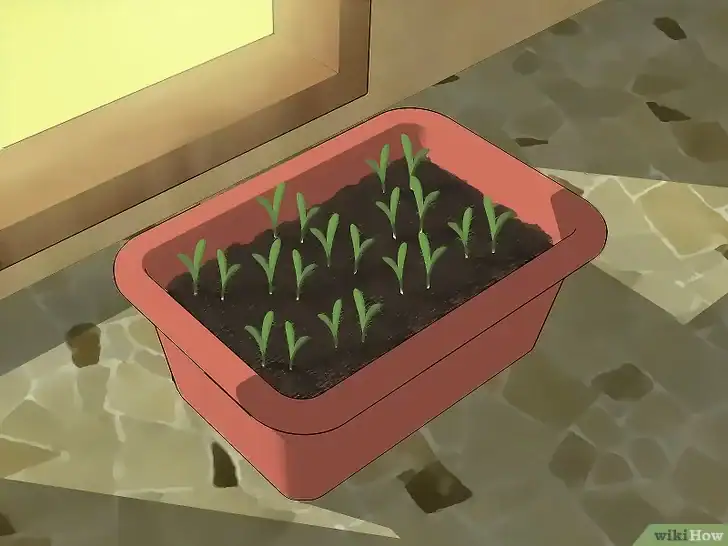 Coriander seedlings growing in a pink pot on a tiled floor.