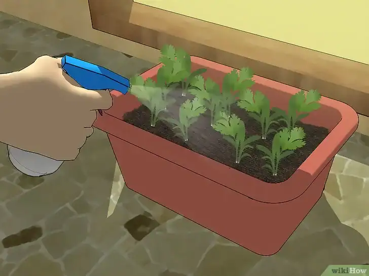 Person spraying water on coriander plants in a planter box.