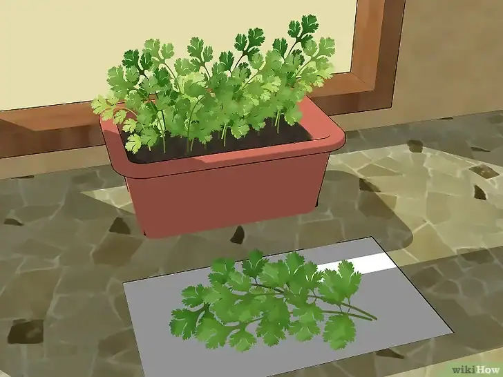 Healthy coriander plant in a pot for home gardening.