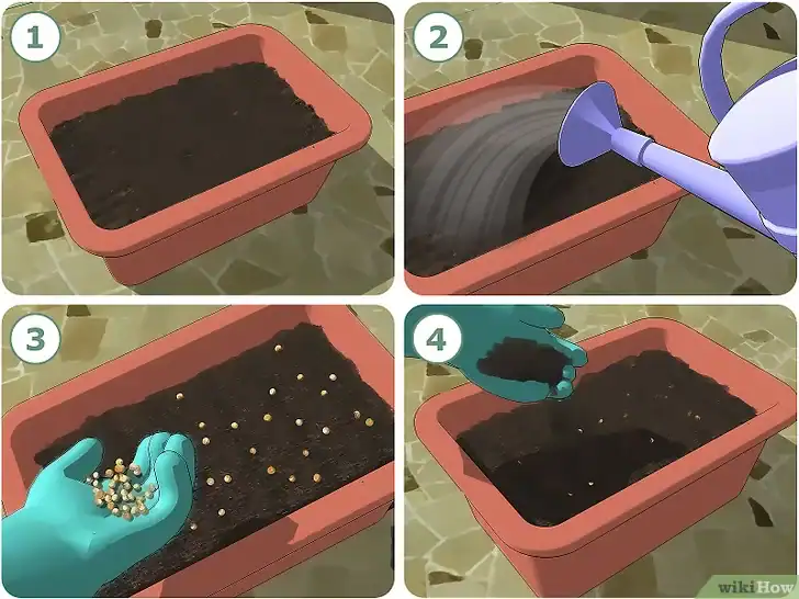 Step-by-step guide to growing coriander in a container at home.